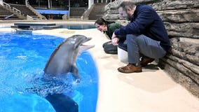 Seven bottlenose dolphins return to Brookfield Zoo after completed renovations