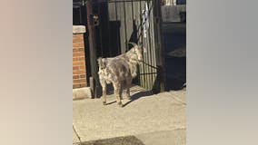 Wandering goat in Back of the Yards has been reunited with family