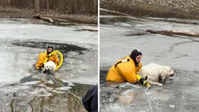 Dog rescued from icy pound by Long Grove firefighters