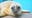 Meet Brookfield Zoo's newest, fluffiest resident: A grey seal pup