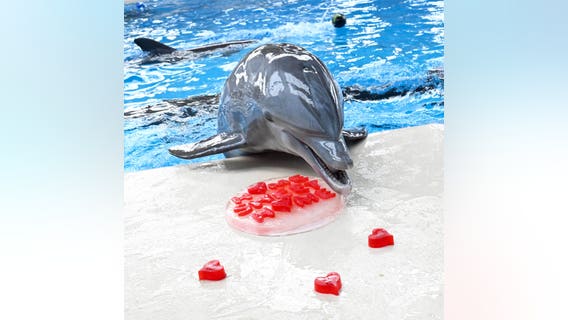 Love in the air: Brookfield Zoo animals treated to heart-shaped treats on Valentine's Day