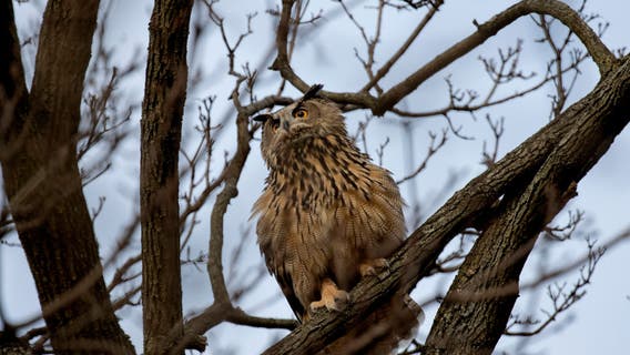 Death of beloved New York City owl, Flaco, in apparent building collision devastates legions of fans