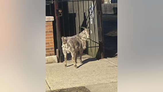 Wandering goat in Back of the Yards has been reunited with family