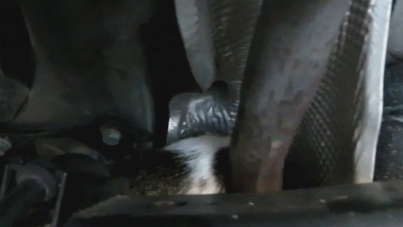 Cat-astrophe averted: Burr Ridge mechanics save cat snuggled up near muffler