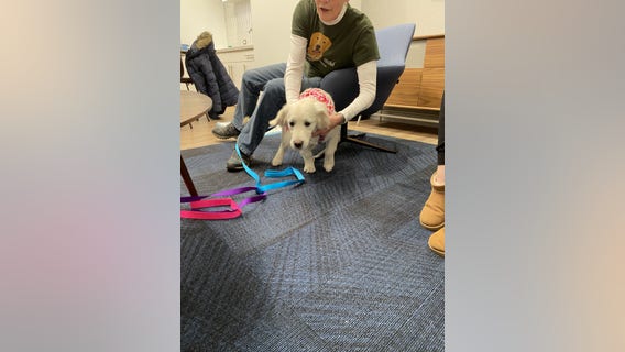 Chicago area rescue looking for forever homes for golden retrievers and mixes: 'as Good as Gold'