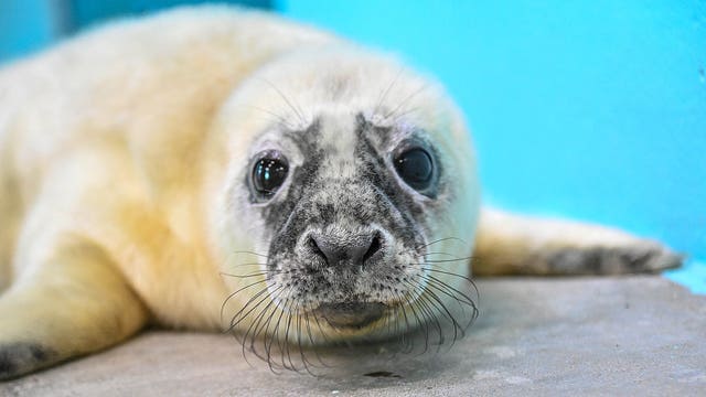 Meet Brookfield Zoo's newest, fluffiest resident: A grey seal pup