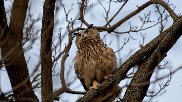 Death of beloved New York City owl, Flaco, in apparent building collision devastates legions of fans