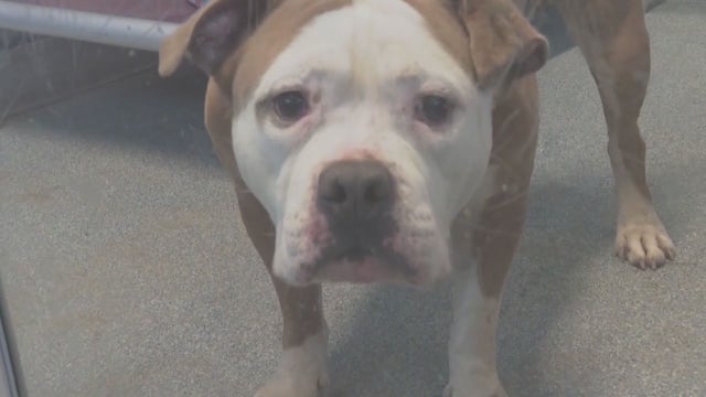 Merrillville police sound alarm over surge in dog dumping cases