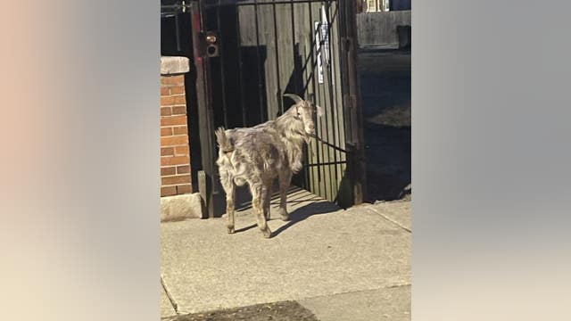 Wandering goat in Back of the Yards has been reunited with family
