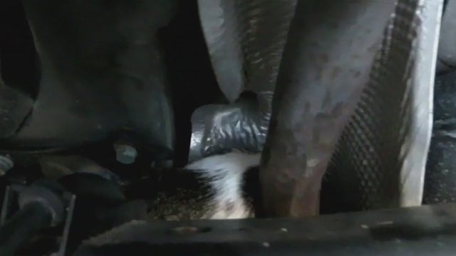 Cat-astrophe averted: Burr Ridge mechanics save cat snuggled up near muffler