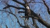 Eagle population soars in Will County amid conservation efforts