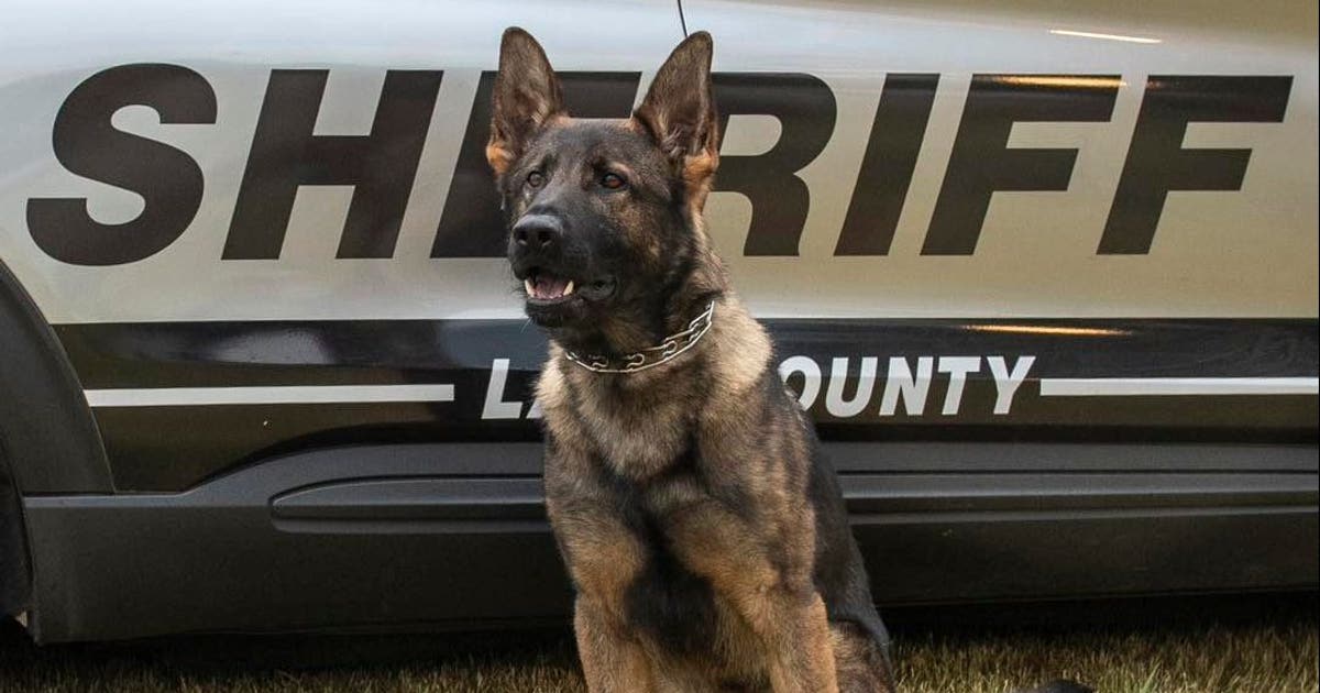 Lake County Sheriff's K9 Loki finds missing injured woman | FOX 32 Chicago