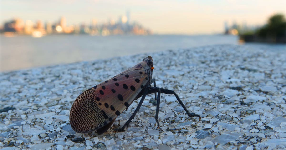 Usda Bug USDA again asks for help squashing these invasive bugs | FOX 32 Chicago