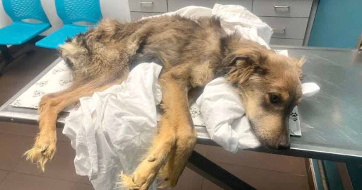 Chicago animal rescue seeks help for emaciated dog found left for dead ...