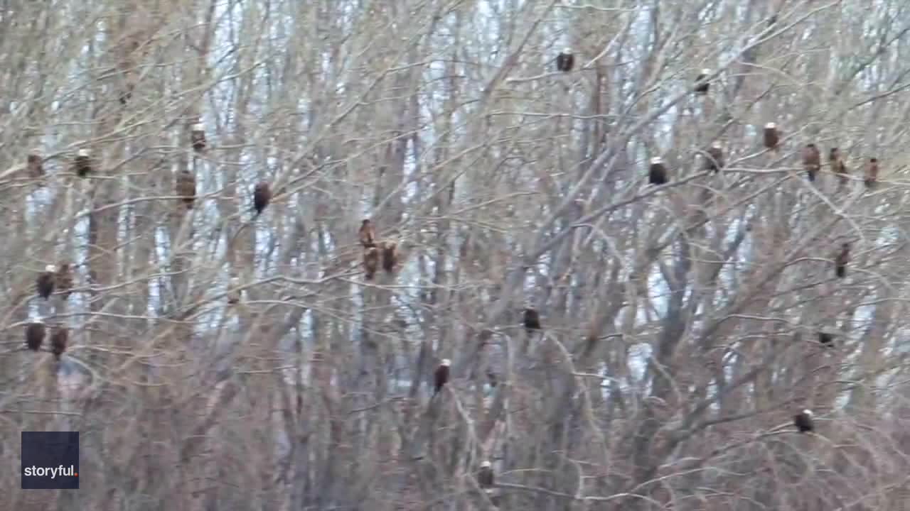 Dozens of eagles spotted at Minnesota lake: Video