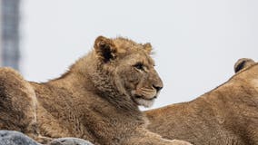 Lion cub at Lincoln Park Zoo put down after medical complications