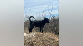 Foster puppy stolen out of backyard in Antioch