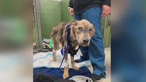 'Look who's standing!': Emaciated dog at Chicago animal rescue holding strong in recovery