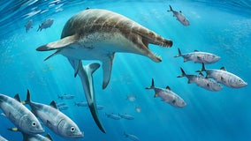 Fossil of ‘nightmarish’ sea reptile found in Morocco