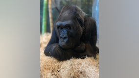 Beloved gorilla at Lincoln Park Zoo euthanized due to health complications