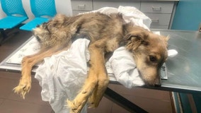 Chicago animal rescue seeks help for emaciated dog found left for dead