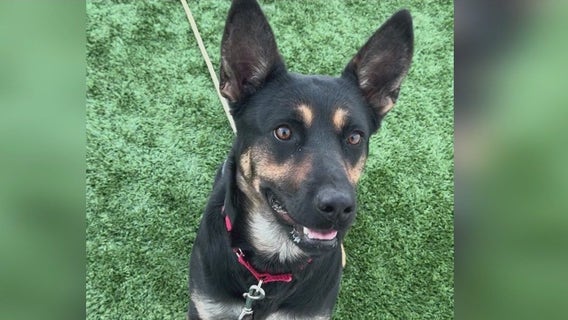 Meet 'Ripley': FOX 32 Chicago aids suburban shelter dogs in finding homes