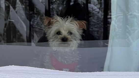 Chicago's winter that wasn't