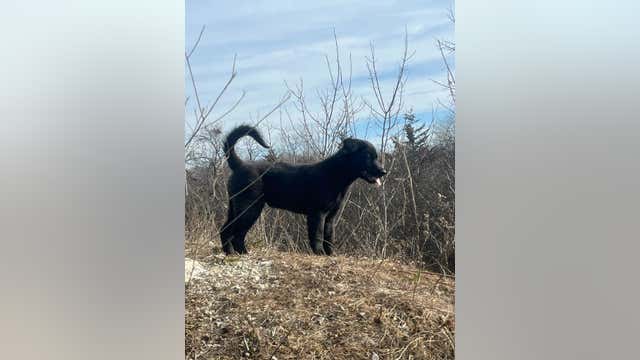 Foster puppy stolen out of backyard in Antioch