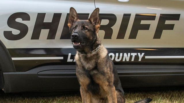 Lake County Sheriff's K9 Loki finds missing injured woman