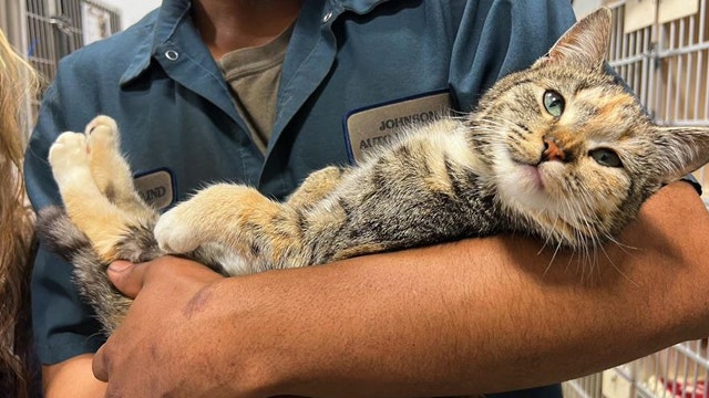 Very friendly cat rescued from car in junkyard before it’s crushed
