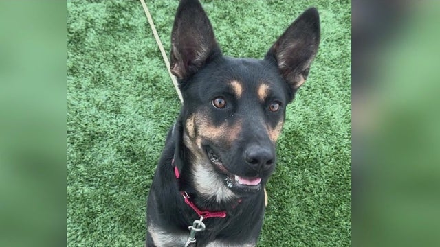 Meet 'Ripley': FOX 32 Chicago aids suburban shelter dogs in finding homes