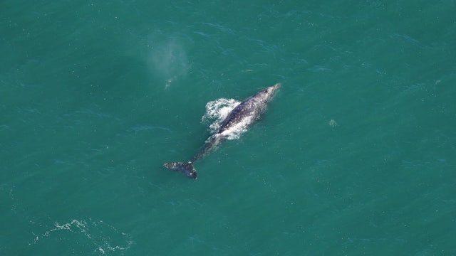 Whale that vanished from Atlantic over 200 years ago spotted off Massachusetts: 'Shouldn't exist'