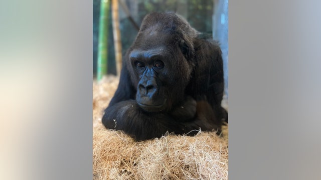 Beloved gorilla at Lincoln Park Zoo euthanized due to health complications