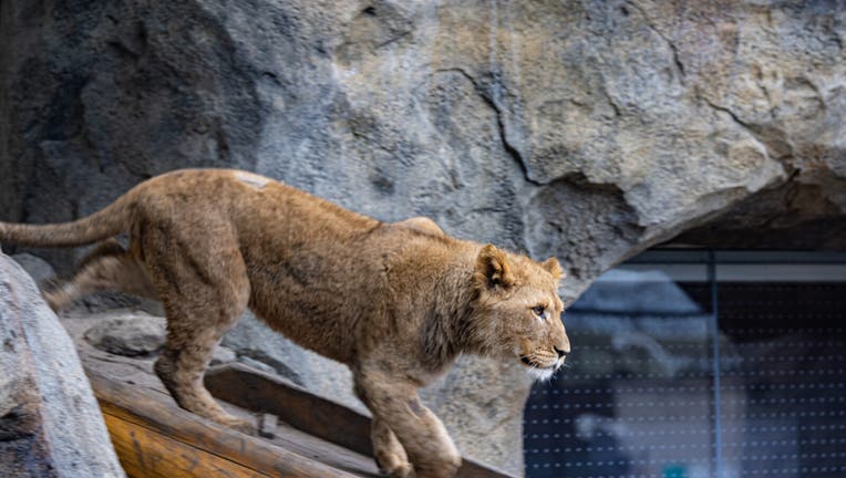 Lincoln Park Zoo Is on Lion Watch, New Cub Due in January