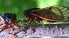 Illinois residents prep for 'cicada-geddon' as double-brood invasion imminent
