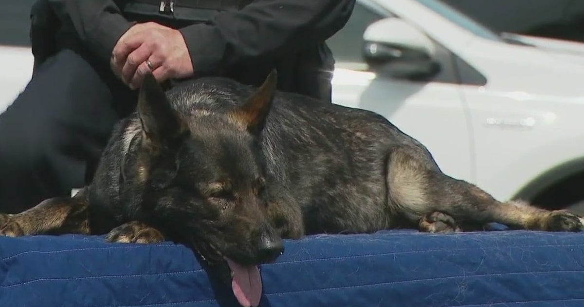 K9 Dax retires after 9 years at Lake County Sheriff’s Department: 'Your ...