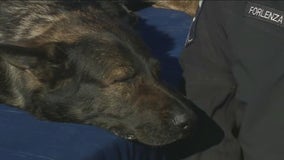 K9 Dax in full retirement mode after serving 9 years in Lake County