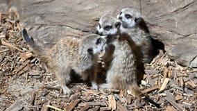 Brookfield Zoo welcomes 4 adorable meerkat pups