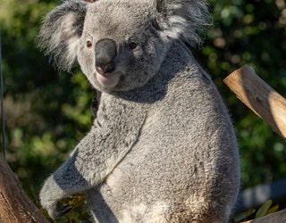 Brookfield Zoo to welcome koalas for the first time in its 90-year