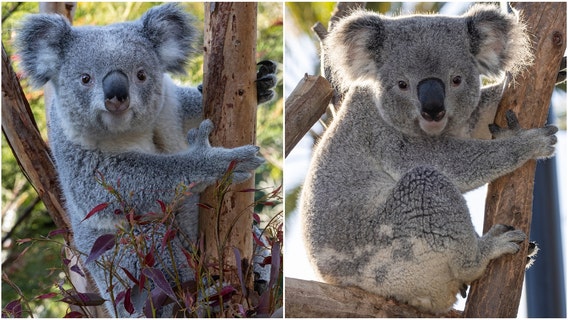 Brookfield Zoo to welcome koalas for the first time in its 90-year history