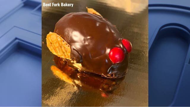 Chicago-area bakery brings back Cicada Cakes after 17-year hiatus