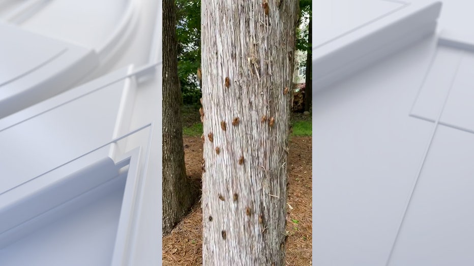 Watch Cicadas appear on trees in parts of US