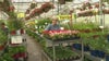 Gardener's paradise: Woldhuis Farms Sunrise Greenhouse prepares for busiest day of the year