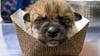 Photos: 9 Mexican pups born at Brookfield Zoo Chicago