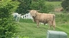 Stray bull returned to owner in Mundelein; police call bovine 'repeat offender'