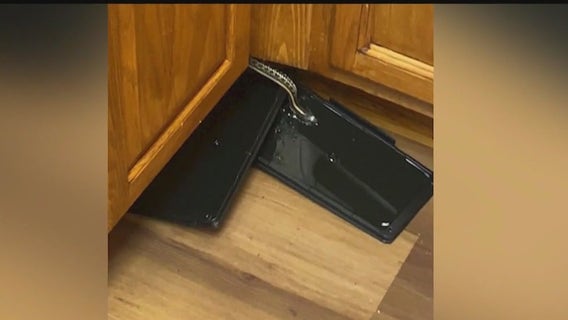 Suburban home overrun by snakes: Tenant battles infestation as realty company stalls