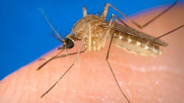 First West Nile virus case detected in Illinois in 2024: Bird in Douglas County tests positive