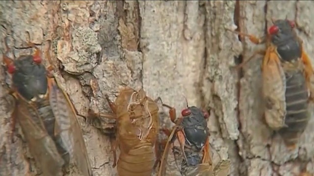 Cicadas have arrived in Chicago, but tinnitus sufferers face constant noise year-round
