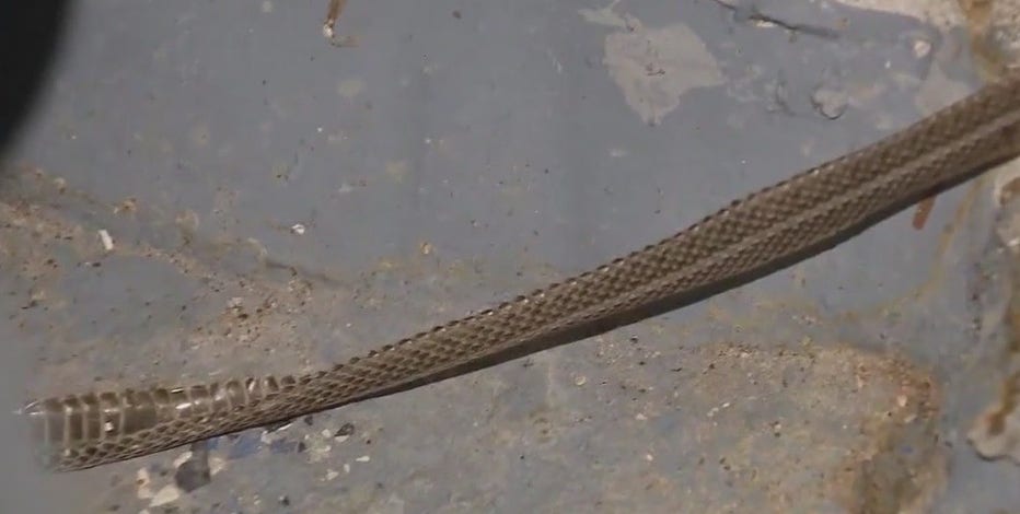 Suburban family's home overrun by garter snakes despite attempts to keep them out