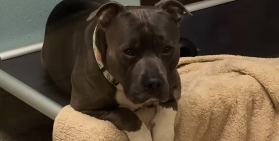 Dog that cried 'endlessly' at shelter gets good news